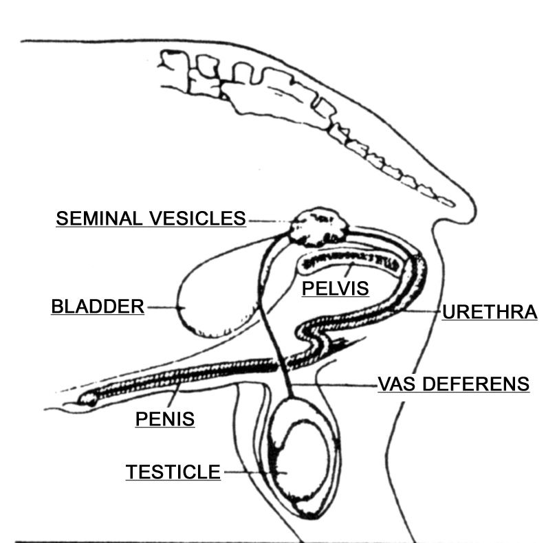 cross section of male repro tract